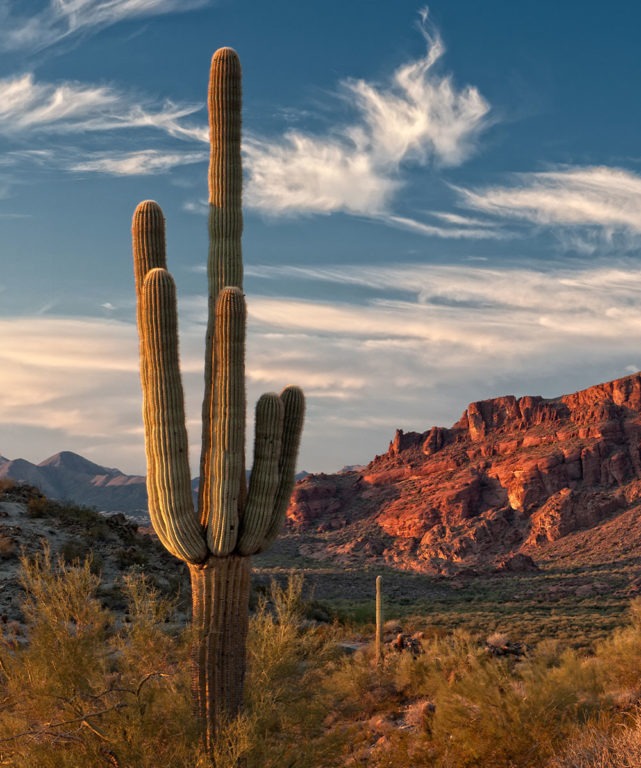 Cactus in a desert with mountains