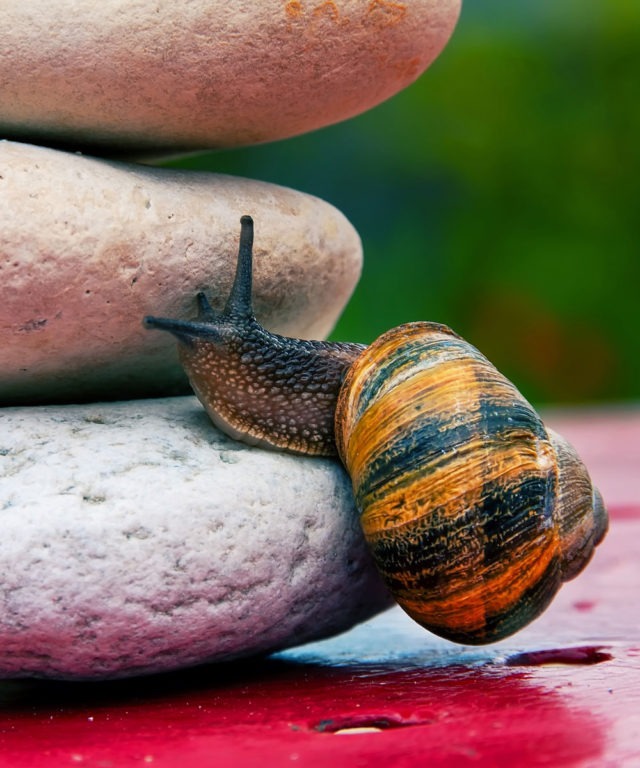 Snail climbing up a stack of rocks