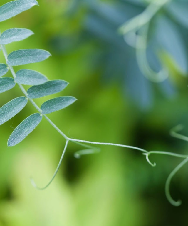 Close-up view of leaves in a forest