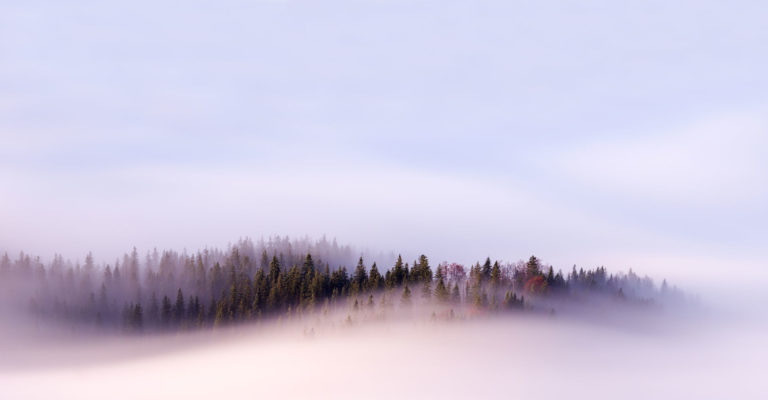 Landscape of a forest covered in fog