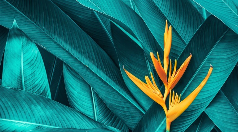Big green palm leaves that are layered as the background and a gold flower positioned on the right side