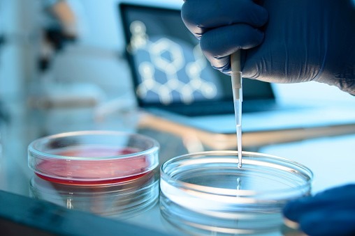 Lab worker using two petri dishes