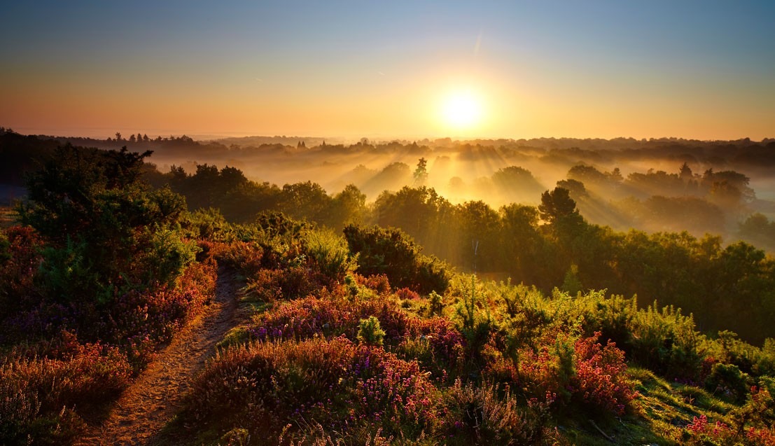 Sunset over forest